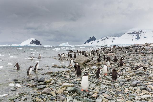 134 Antarctica, Danco Island, ezelspinguins.jpg